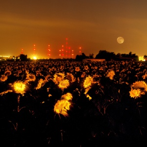 Sunflowers at Night color photograph by Chanan Getraide Courtesy Hebrew Union Collage Jewish Institute of Religion Museum
