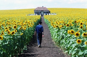 Sunflower Field in Everything is Illuminated” written and directed by Liev Schreiber