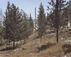 Untitled (Pine Trees) photograph by Daniel Bauer Courtesy the artist